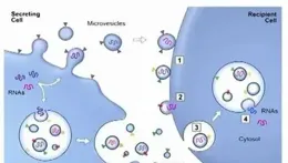 20210725:MRI常低估前列腺癌的肿瘤大小;为什么相同的突变会导致不同类型的癌症