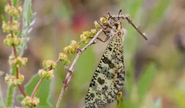 白斑狗鱼是鱼,所以斑鱼狗是____。