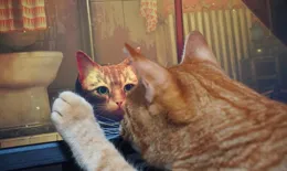 浪猫冒险【Stray】引发了晒猫热潮,猫奴要玩,猫主子更要玩。