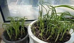 特別想陽台種花、種菜,大家有沒有適合小白的品種推薦?