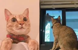 網友分享：前兩天看到一只流浪貓，給它放了點食物