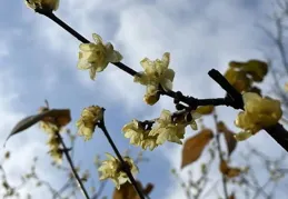 故事的小黃花在寶山爆滿枝頭，錯過等一年！