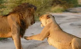 雄獅打算吞食狐貍的時候，這個時候跳出的一個身影讓它憤怒了！