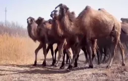 新疆16峰野駱駝外出覓食，母駝護崽遭狼群圍攻，頭駝帶隊擺陣救它