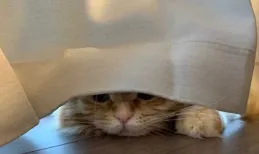 養寵物的家庭裝修時該註意什麽？