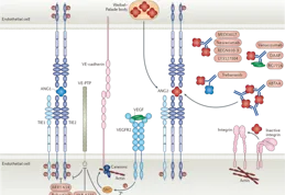 有什麽方法能讓免疫細胞攻擊腫瘤細胞？