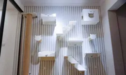 10平米的小房間，可以養貓嗎？