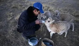 可可西裏救助3只藏羚羊幼仔 健康狀況良好