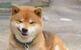 你什麽時候被狗的智商震驚了？