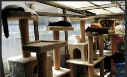 10平米的小房間，可以養貓嗎？