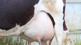 牛奶、羊奶都能喝，為什麽沒人喝豬奶呢？