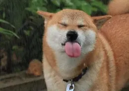 柴犬搶襪子1秒吞下，主人崩潰緊急送醫！結果花了3500？