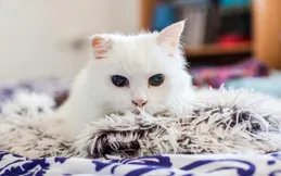 為什麽貓對老人更友好？