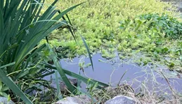 釣水草也有講究，記住以後找這些地方，輕松釣上大鯽魚