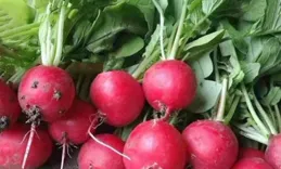 五種蔬菜特別適合家庭種植，冬天也能種，室內室外有土有水就長