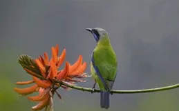 花枝上的鳥