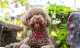 小型犬髕骨脫位治療辦法