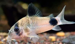 八大魚缸清潔利器：讓魚缸時刻煥發光彩