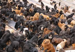 回顧：藏獒在犬科和貓科中戰鬥力屬於什麽級別的？為什麽？