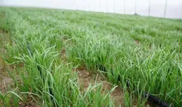 驚爆！選種失誤竟致蔬菜減產？如何精準選種，讓菜園生機勃勃！