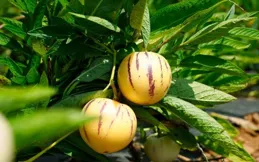 威寧鬥古鎮：樹上「黃金果」 照亮群眾致富路