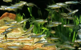長期吃魚，對血管有好處？醫生強調：上了年紀，這5種魚不要吃！