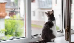 我家貓吃一下就跑了，我用治孩子的一招就治好了