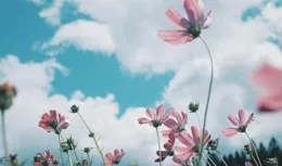 人這一生，傷了便是傷了，再難相信！（看哭了）