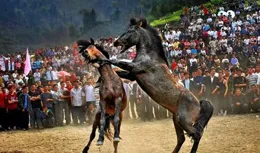 油畫中的民族風情 | 韋宇朋對苗族鬥馬節文化的藝術再現和傳承