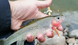 秋冬如何釣溪石斑？天冷釣溪石斑的5個要點