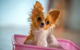 愛寵健康守護戰：小狗身上的蜱蟲大作戰，你不可不知的除蟲秘籍！