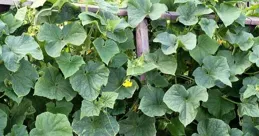 種好蔬菜的幾個關鍵要點，缺一不可，很多人卻就是不當回事