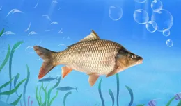 野生魚吃什麽？剖開魚的腸胃，看看幾種主流淡水魚的主食