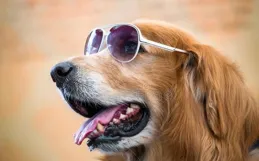 富貴【狗】一場改變人生的機遇即將降臨，你的決定至關重要！