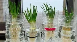 蔥花不要花錢買，在家用個小杯子就能自己種，種一次能吃一年