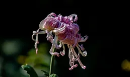 去公園看菊花散記