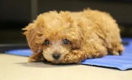 狗嘔吐吃什麽藥好？