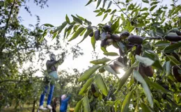 寧夏靈武：金秋棗飄香