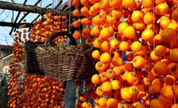 節令之美｜23日6時15分霜降：柿子如丹枝頭掛，霜葉紅於二月花