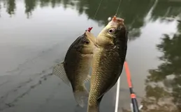 冬釣鯽魚必備！五大要點強勢來襲，新手速速收藏，開啟爆護之旅！