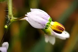 「神奇」白英，花瓣後翻引人註目