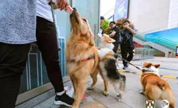 帶著狗旅行的生活如何？