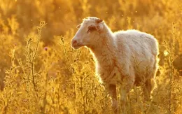 一生為子女操勞，卻沒人心疼的三大生肖