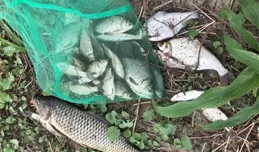 深秋野釣大魚，如果這3種葷餌效果差，還有最後這種