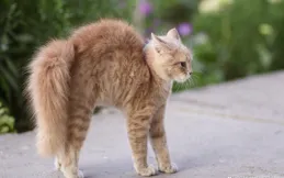 貓咪的「魔性步伐」有何含義？是不是在挑戰你，還是在求抱抱？