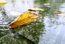 最是人間涼薄時，秋雨冷清秋