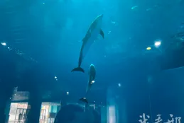 邢台也有海豚了！