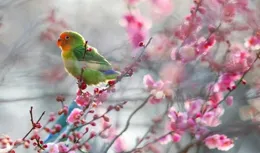 紅嘴牡丹如麗再次歸來！不是遺失的那只牡丹如麗，我又買了一只。