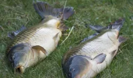 晚秋釣鯉指南：三個常用老套路，全方位解析技巧，助力魚獲大增