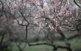 唯美入心的感悟句子，精致大氣，人見人愛